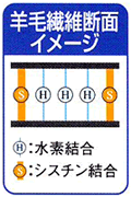 イメージ・シロセット２